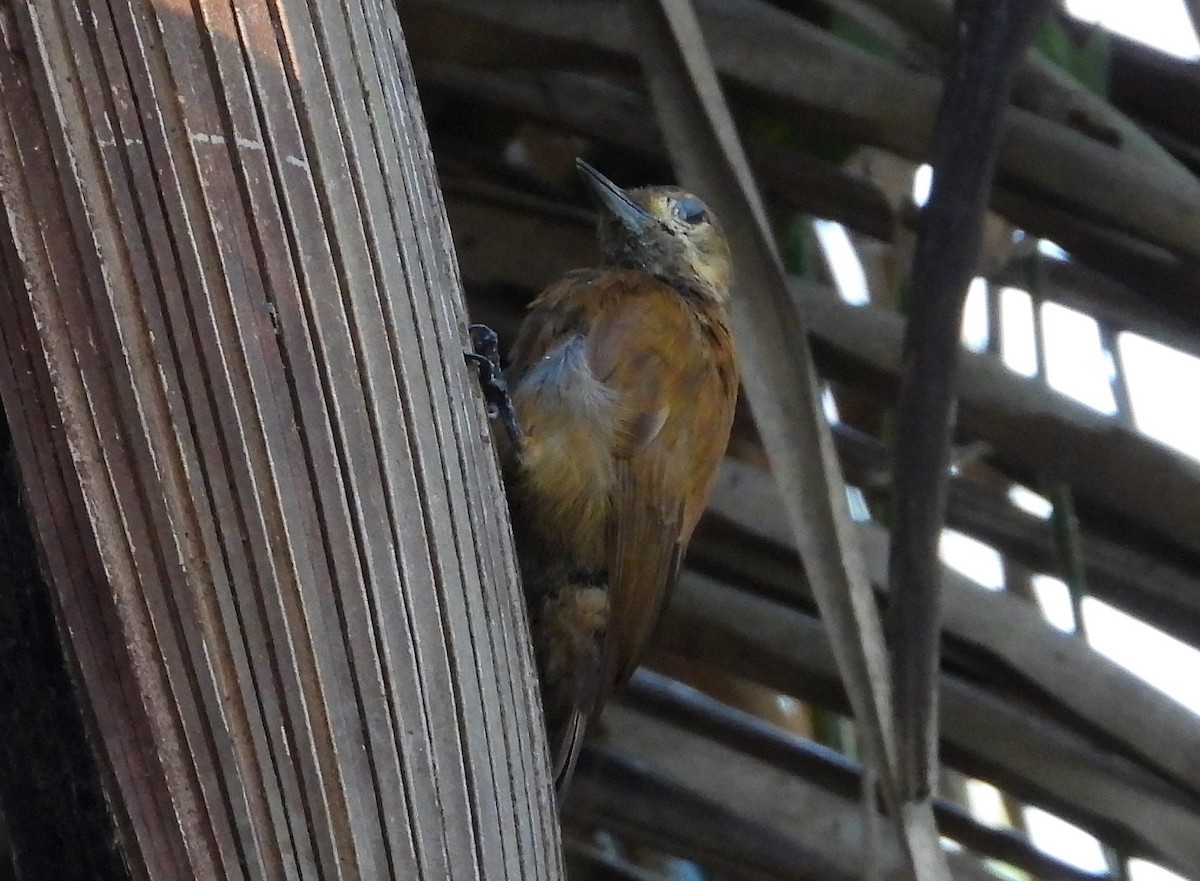 Smoky-brown Woodpecker - Ron Furnish