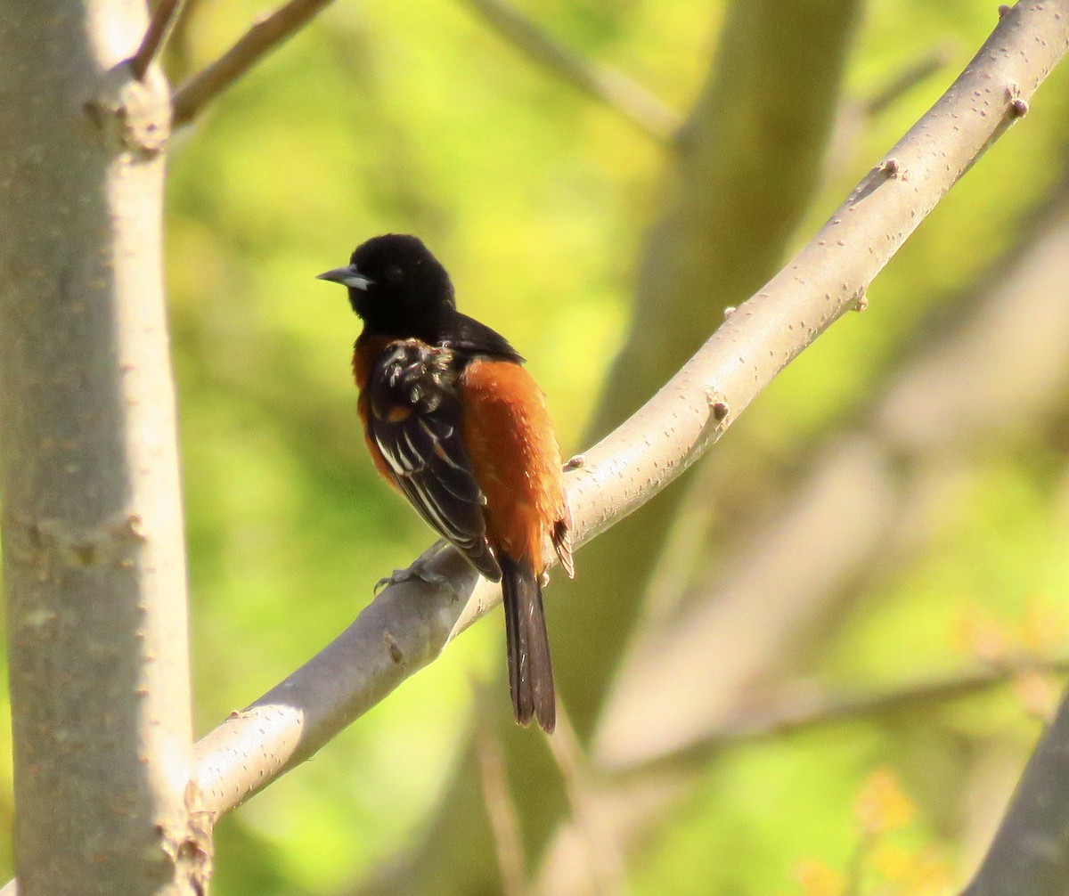 Orchard Oriole - ML567508261