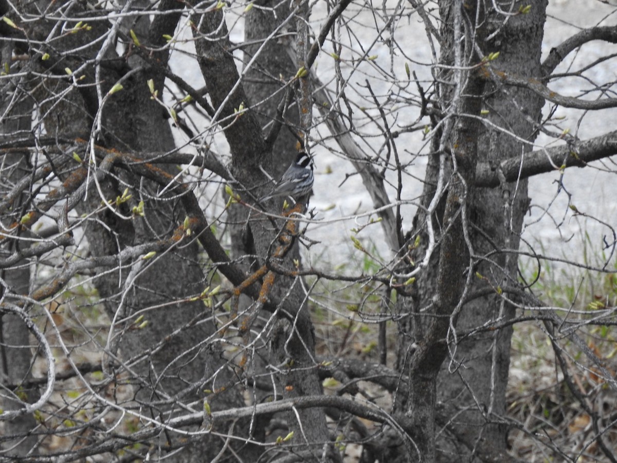Black-throated Gray Warbler - ML567508271