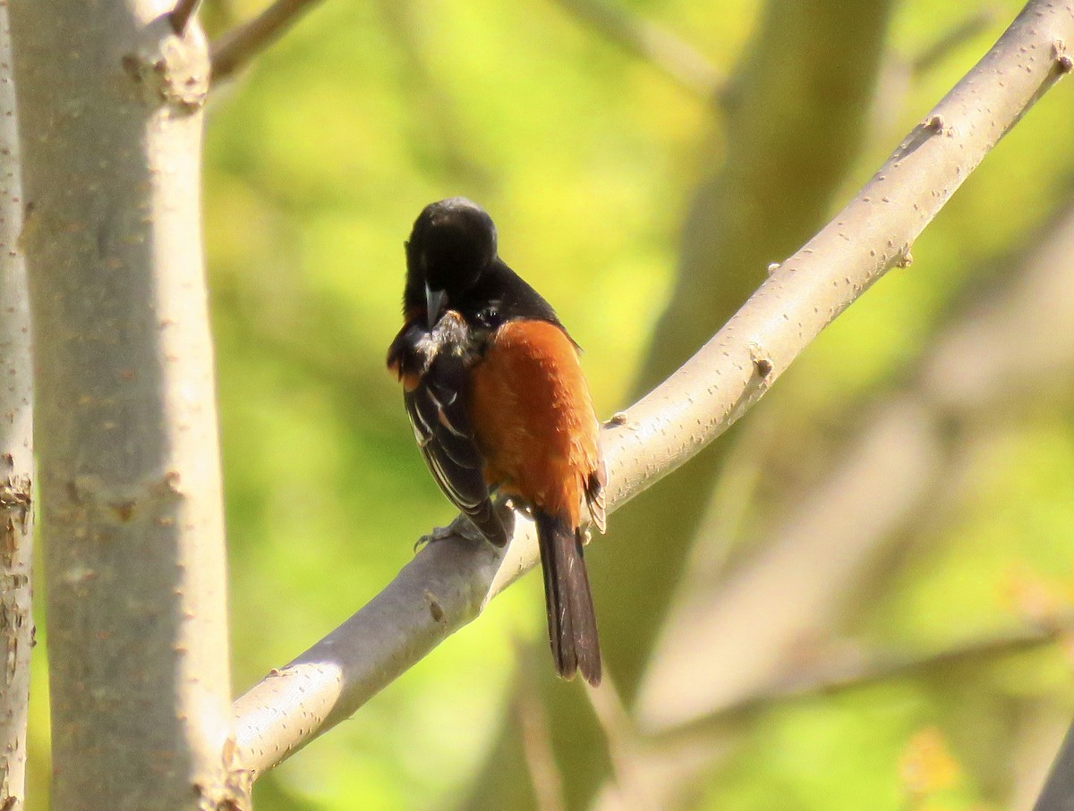 Orchard Oriole - ML567508371