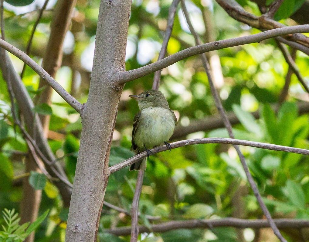 Mosquero sp. (Empidonax sp.) - ML56750851