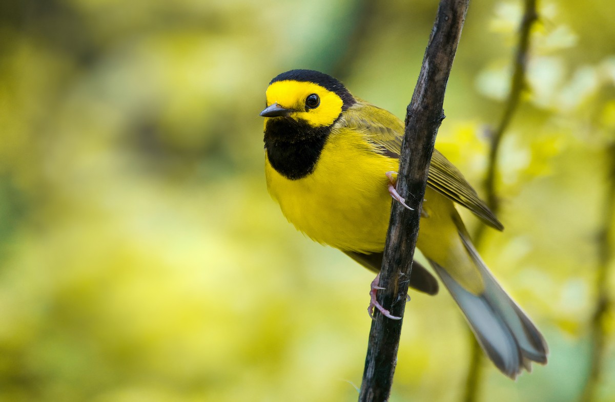 Hooded Warbler - ML567508831