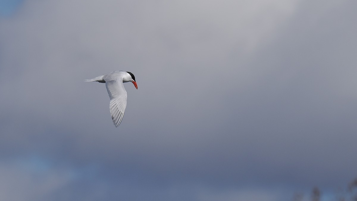 Caspian Tern - ML567508901