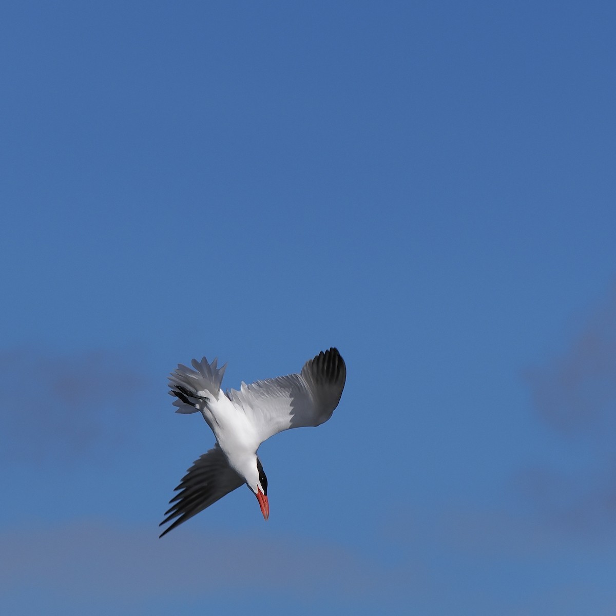 Caspian Tern - ML567508961