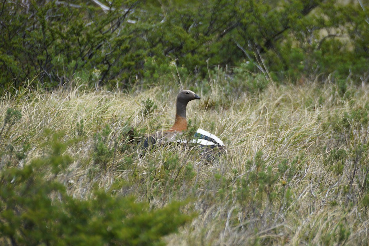 Ashy-headed Goose - Eduardo Quintanilla