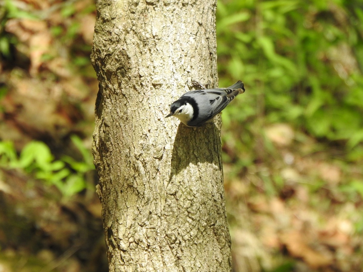 White-breasted Nuthatch - Ron Marek