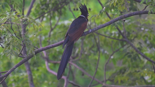 Chestnut-winged Cuckoo - ML567509921