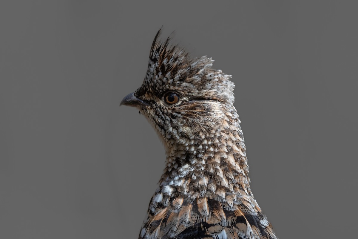 Ruffed Grouse - André Desrochers