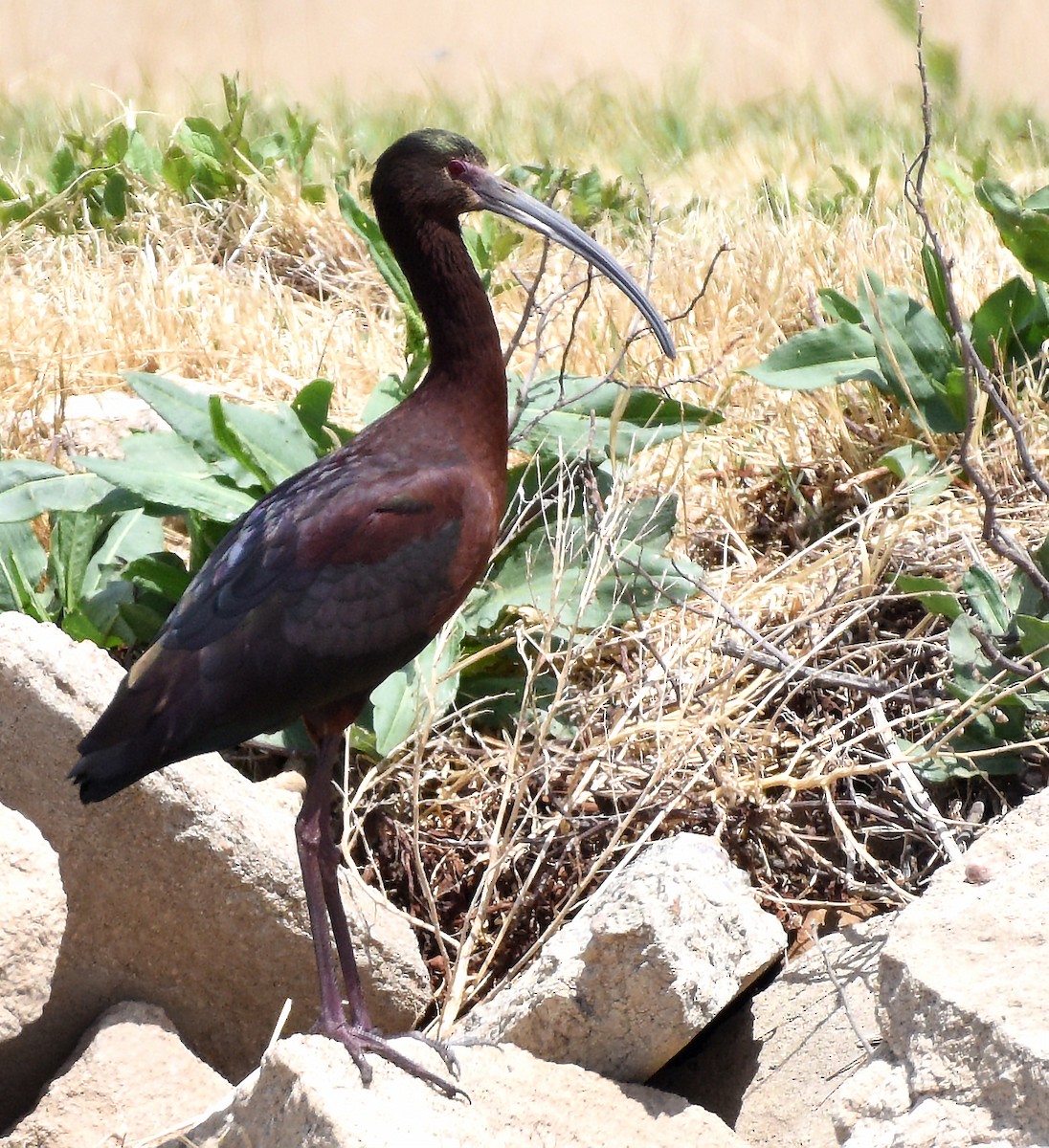 ibis hnědý x americký (hybrid) - ML567511521