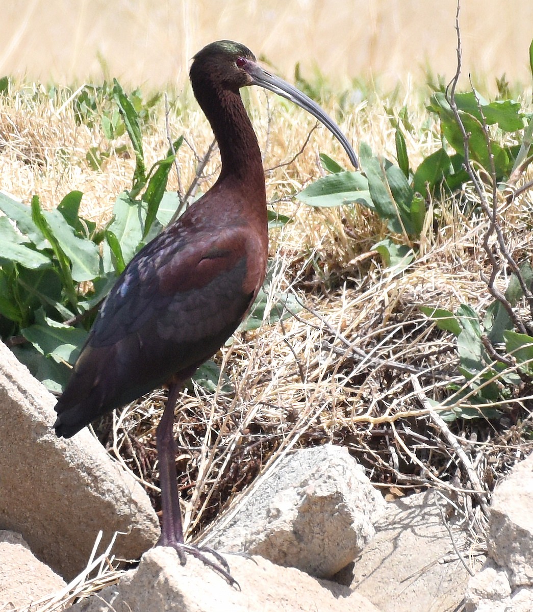 ibis hnědý x americký (hybrid) - ML567511531