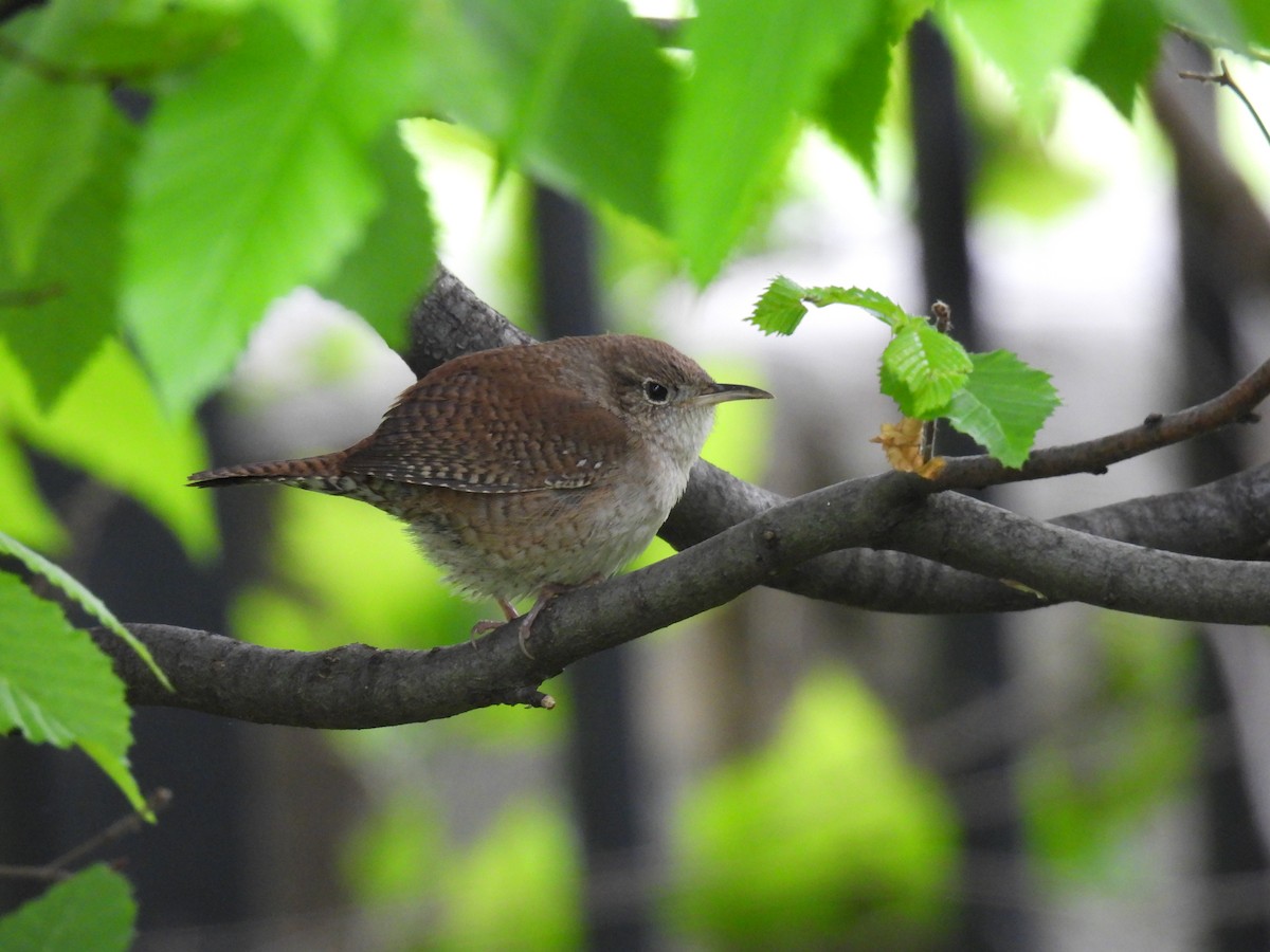 Northern House Wren - ML567512141