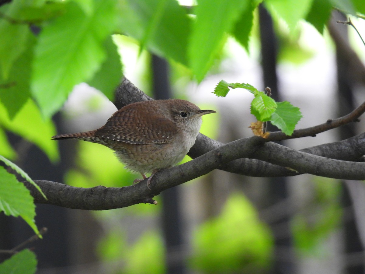 Northern House Wren - ML567512251