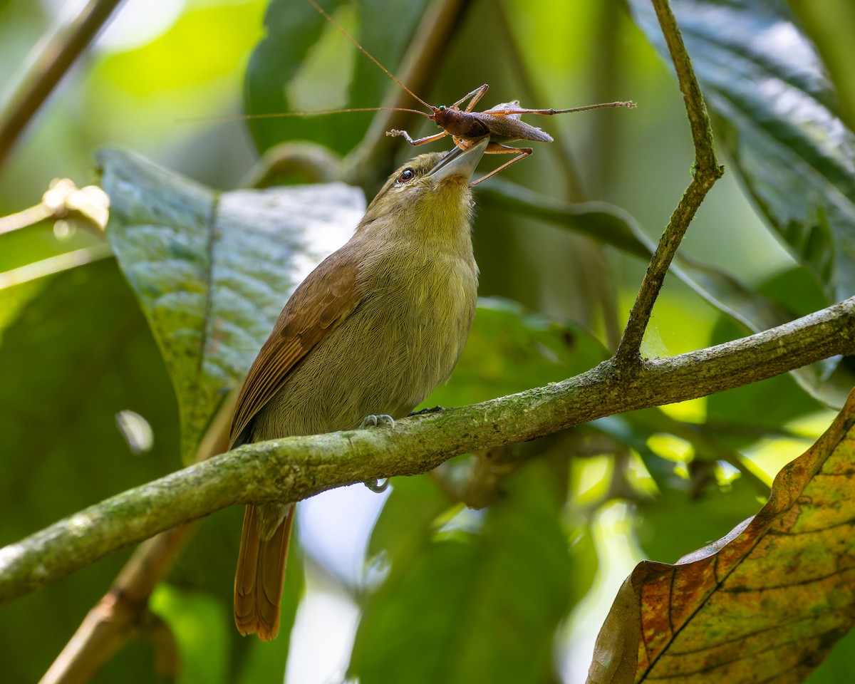 Russet Antshrike - ML567512791