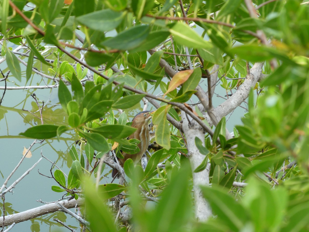 Least Bittern - ML567513321