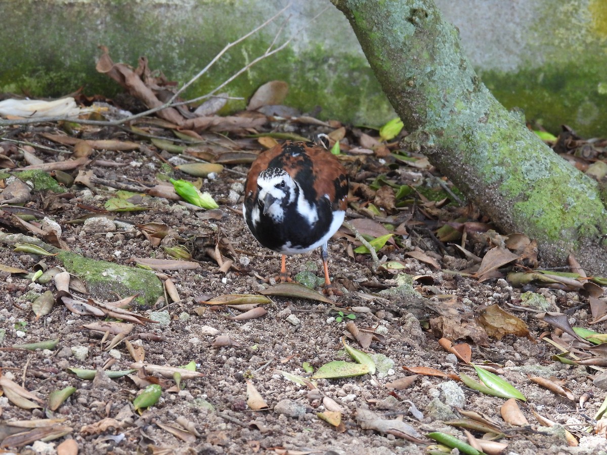 Ruddy Turnstone - ML567513581