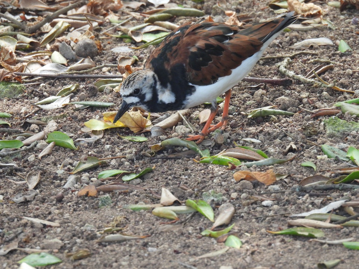 Ruddy Turnstone - ML567513721