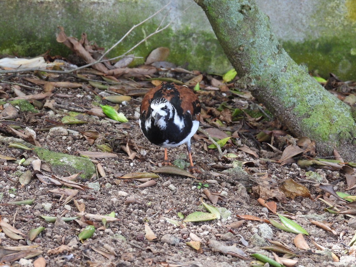 Ruddy Turnstone - ML567513751