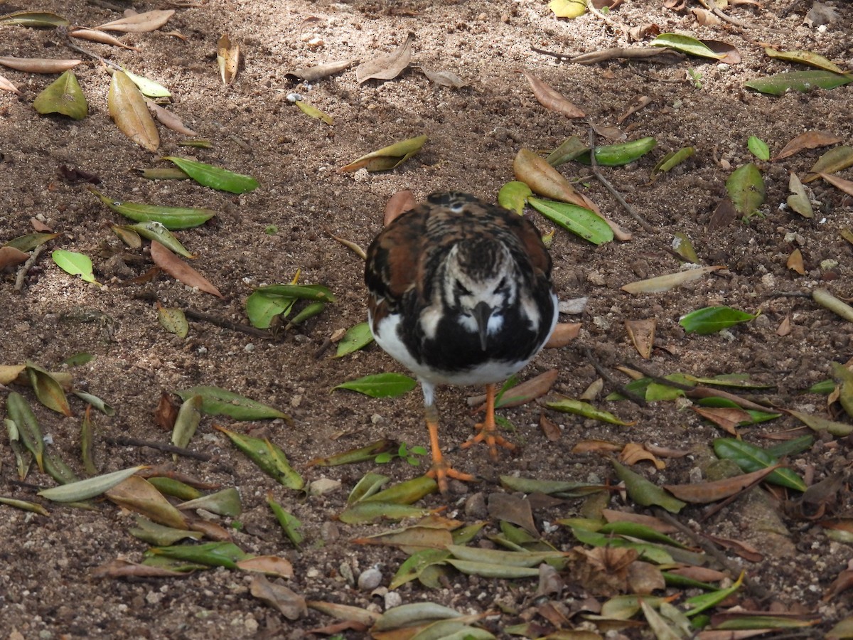 Ruddy Turnstone - ML567513761