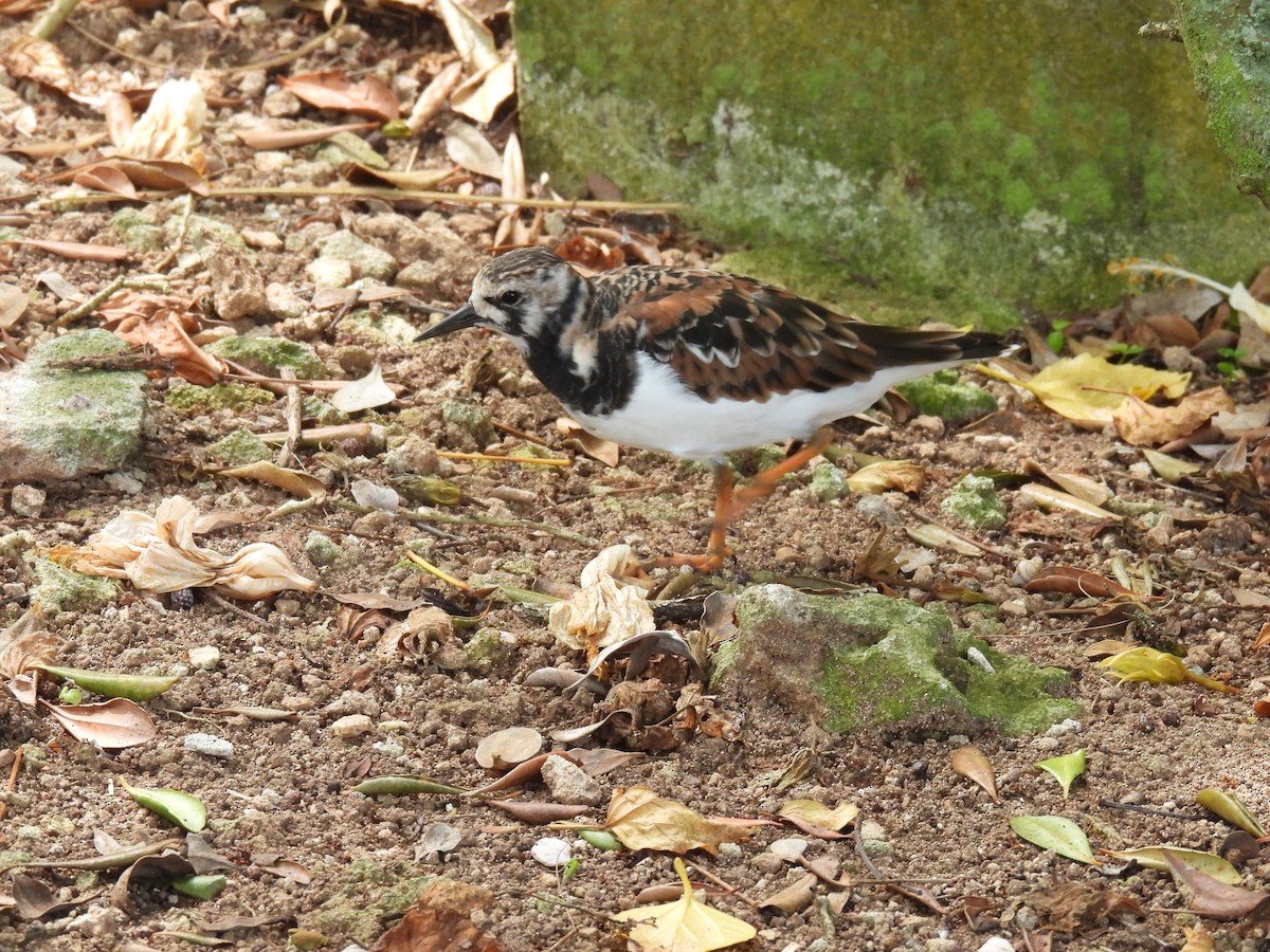 Ruddy Turnstone - ML567513771