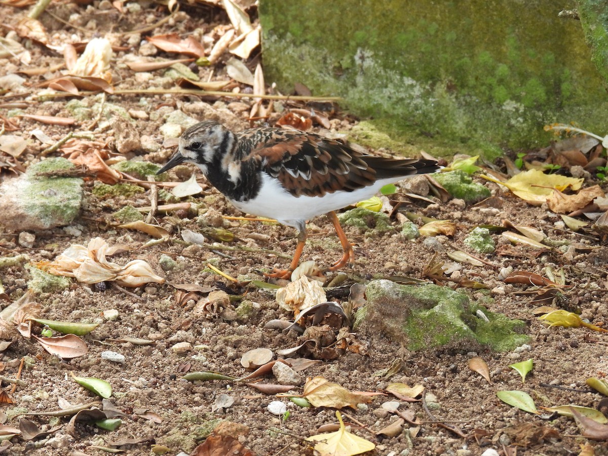 Ruddy Turnstone - ML567513781