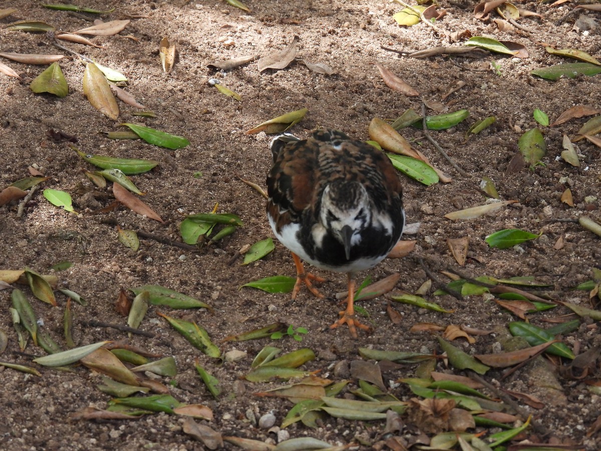 Ruddy Turnstone - ML567513791