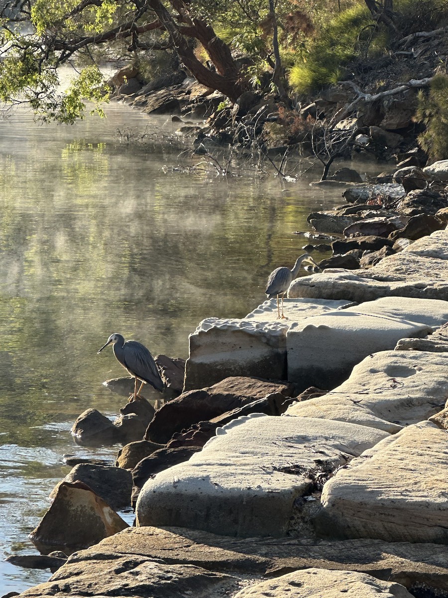 White-faced Heron - ML567515201