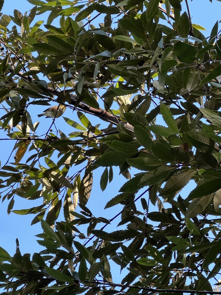 Anteojitos Dorsigrís - ML567515681