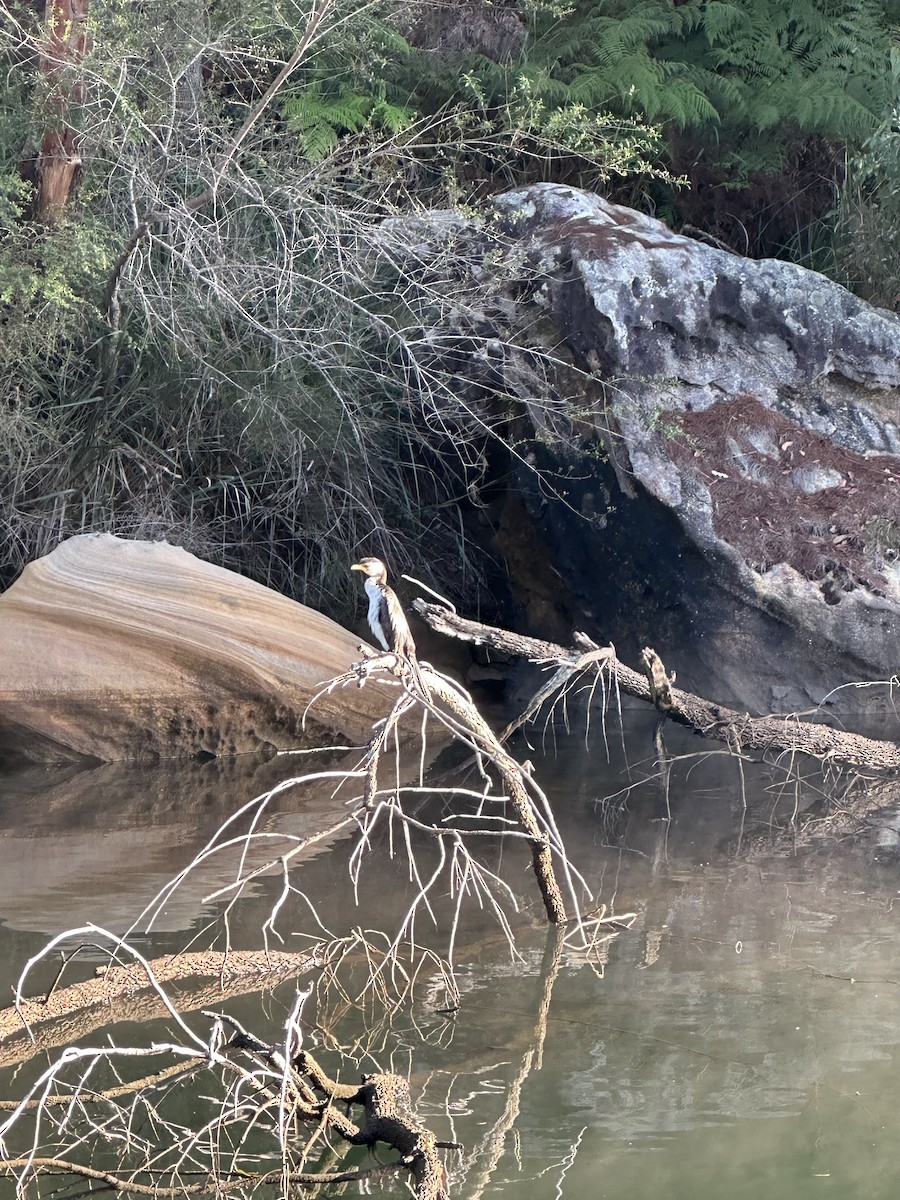 Little Pied Cormorant - ML567515891