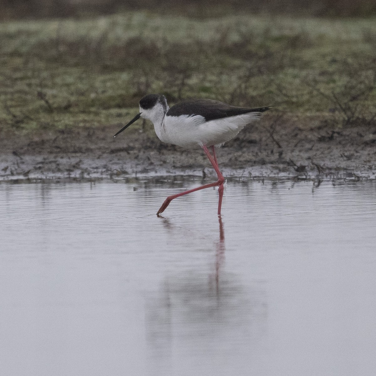 Black-winged Stilt - ML567516201