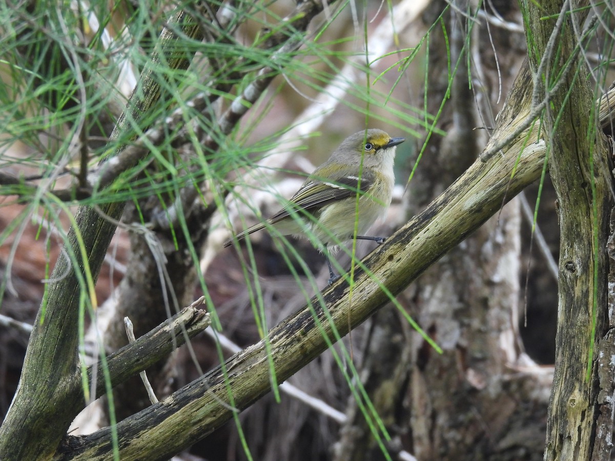 White-eyed Vireo - ML567516951