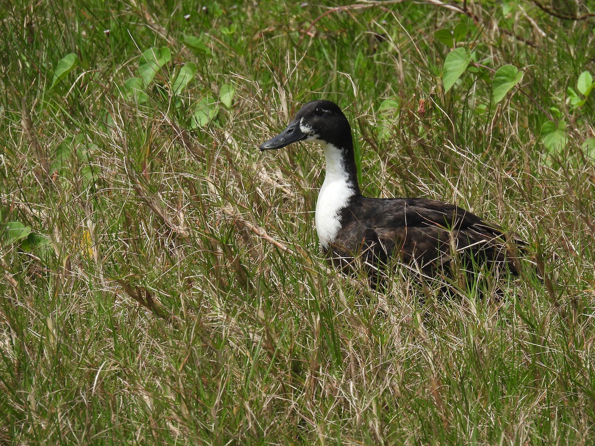 Mallard (Domestic type) - ML567517451