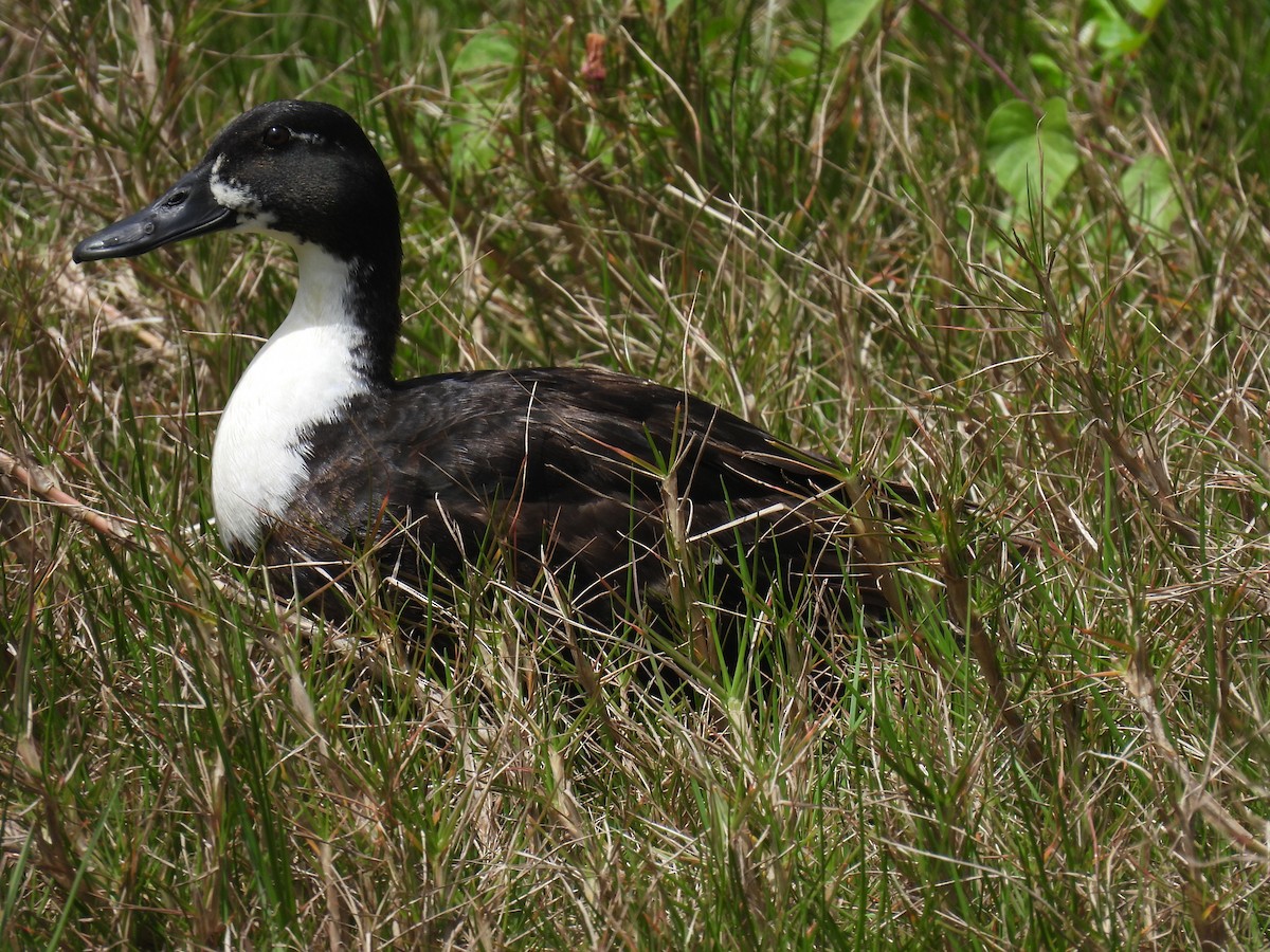 Canard colvert (forme domestique) - ML567517471