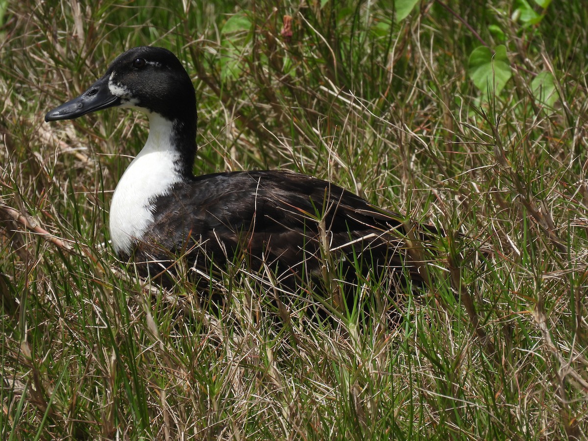 Canard colvert (forme domestique) - ML567517491