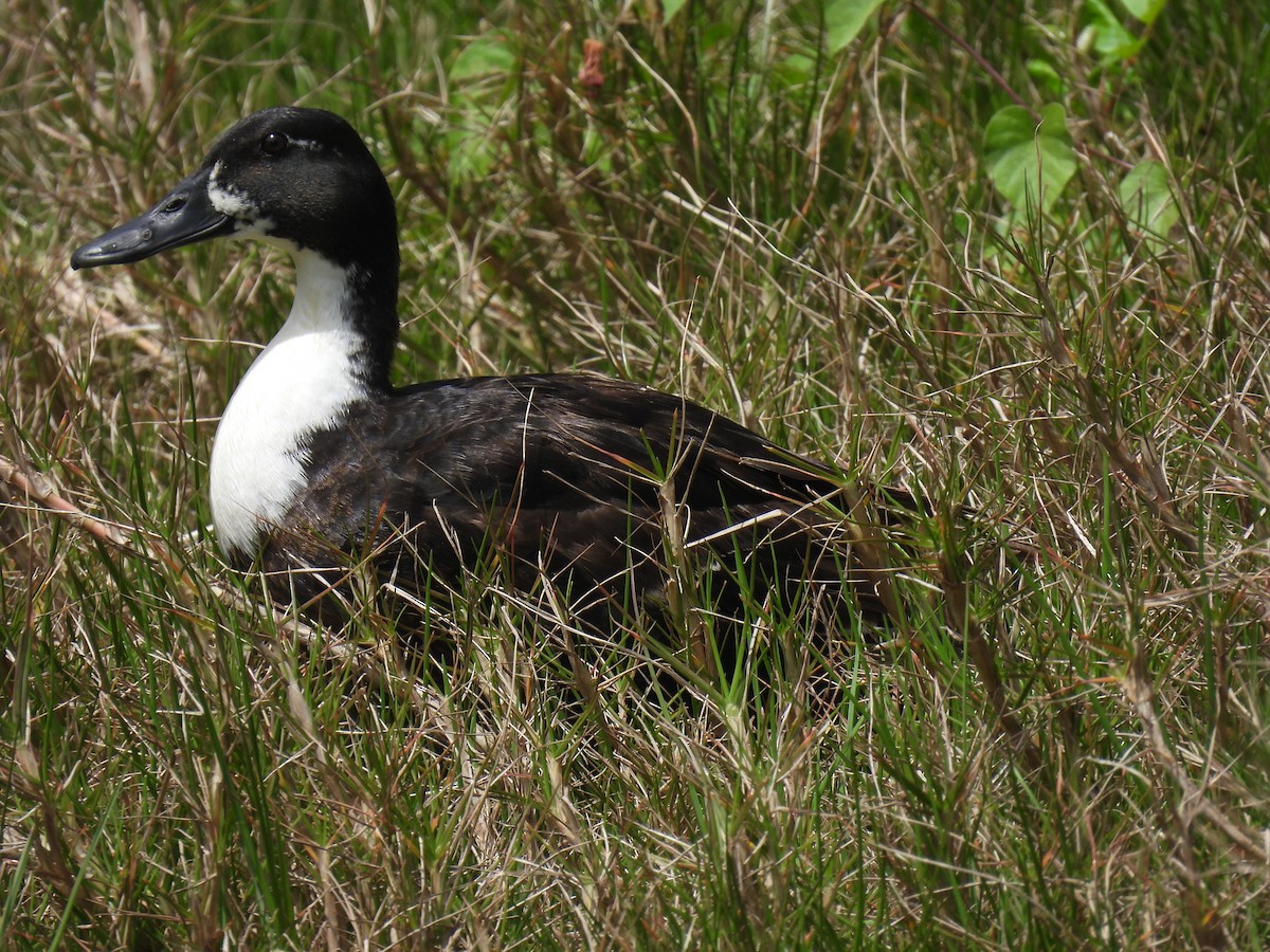 Canard colvert (forme domestique) - ML567517501