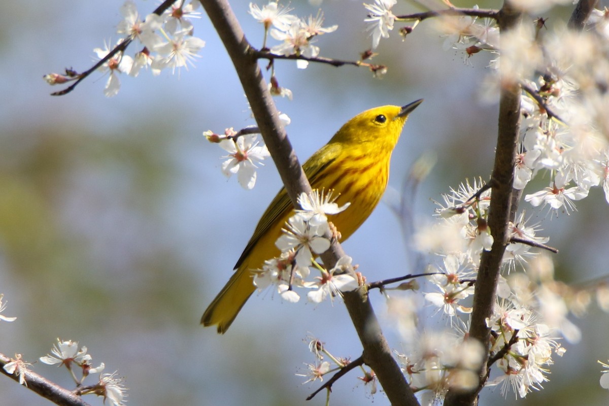 Yellow Warbler - ML567517511