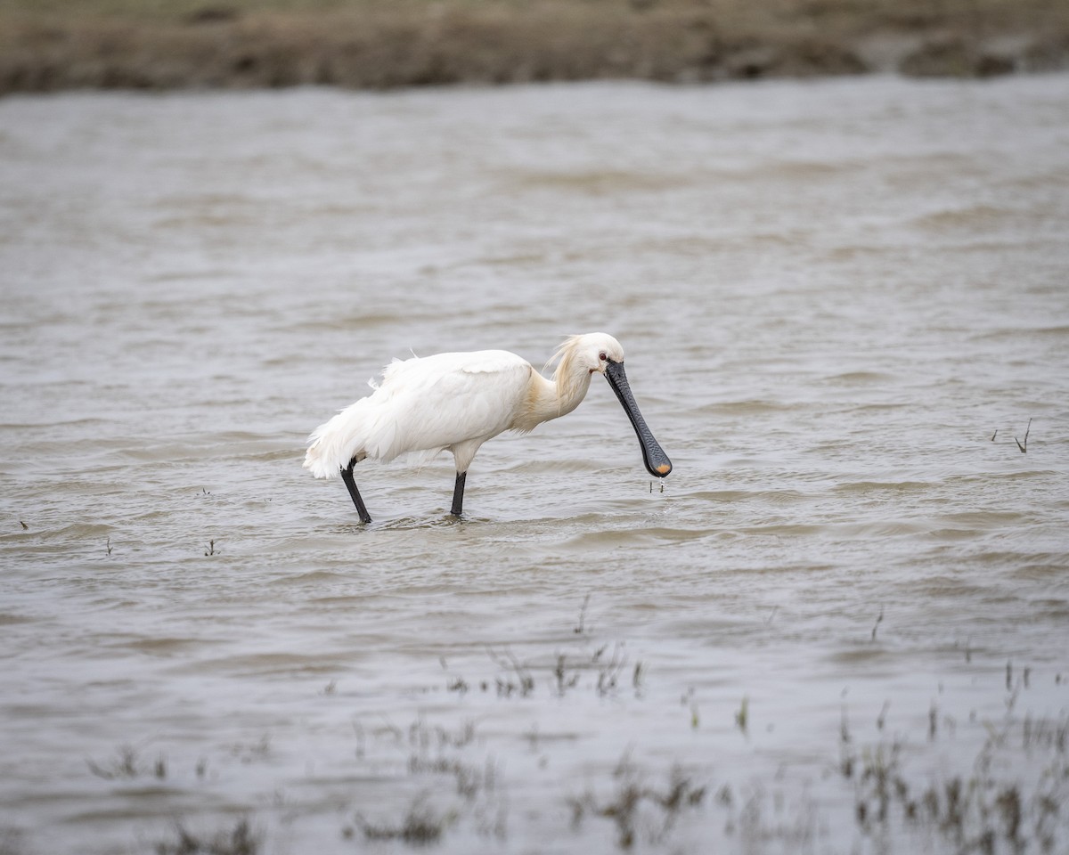 Eurasian Spoonbill - ML567520501