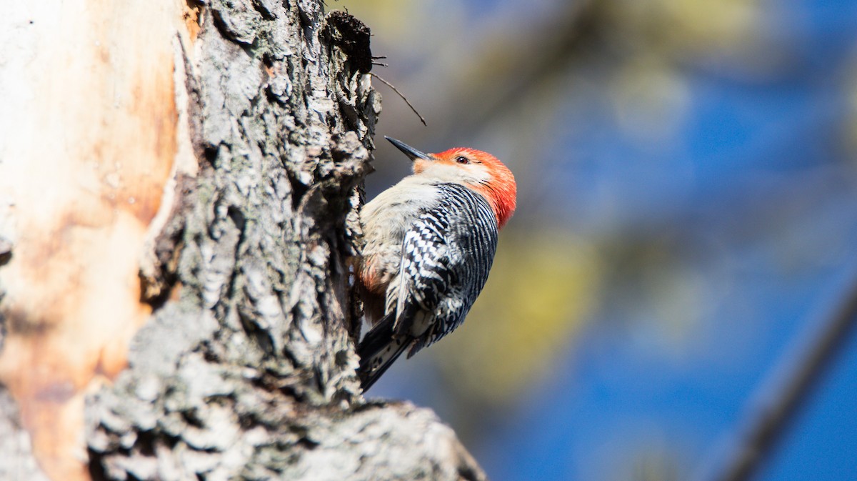 Red-bellied Woodpecker - ML567520511