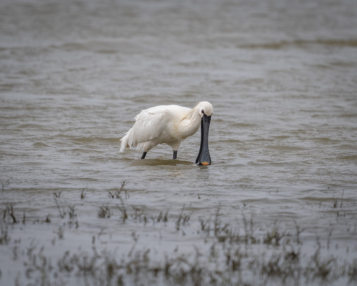 Eurasian Spoonbill - ML567520531