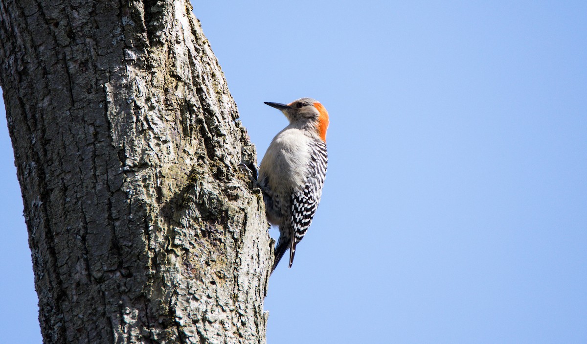 Red-bellied Woodpecker - ML567520591