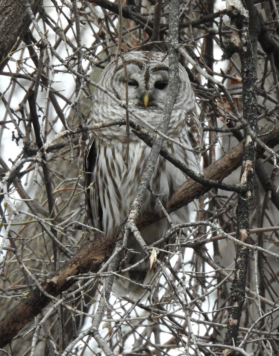 Barred Owl - Marlene Waldron