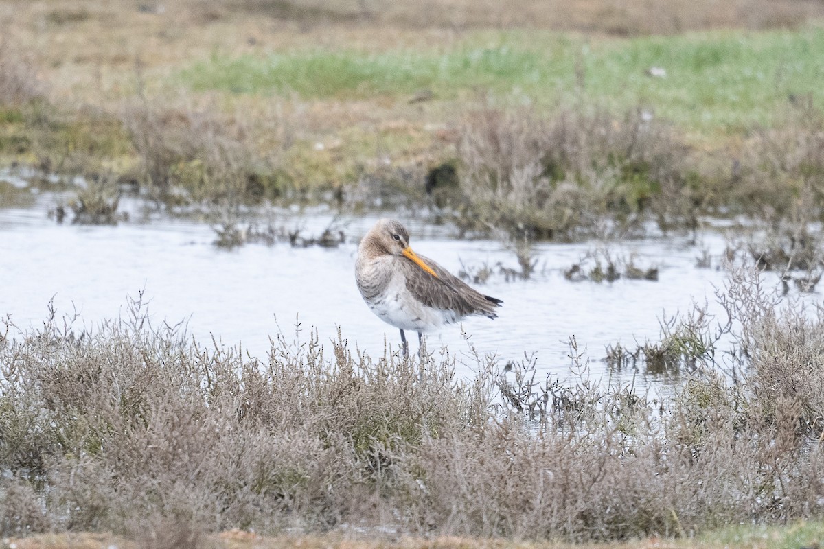 Bar-tailed Godwit - ML567522591