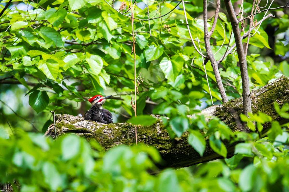 Pileated Woodpecker - Melissa McMasters