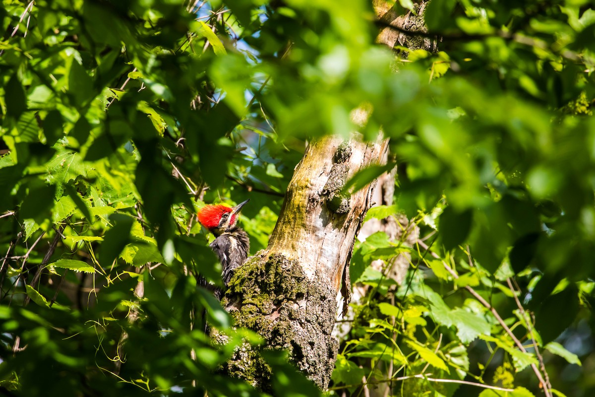 Pileated Woodpecker - Melissa McMasters