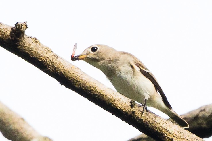 Asian Brown Flycatcher - Camille King