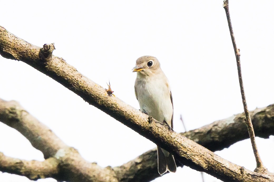 Asian Brown Flycatcher - Camille King