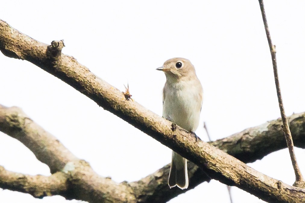 Asian Brown Flycatcher - Camille King