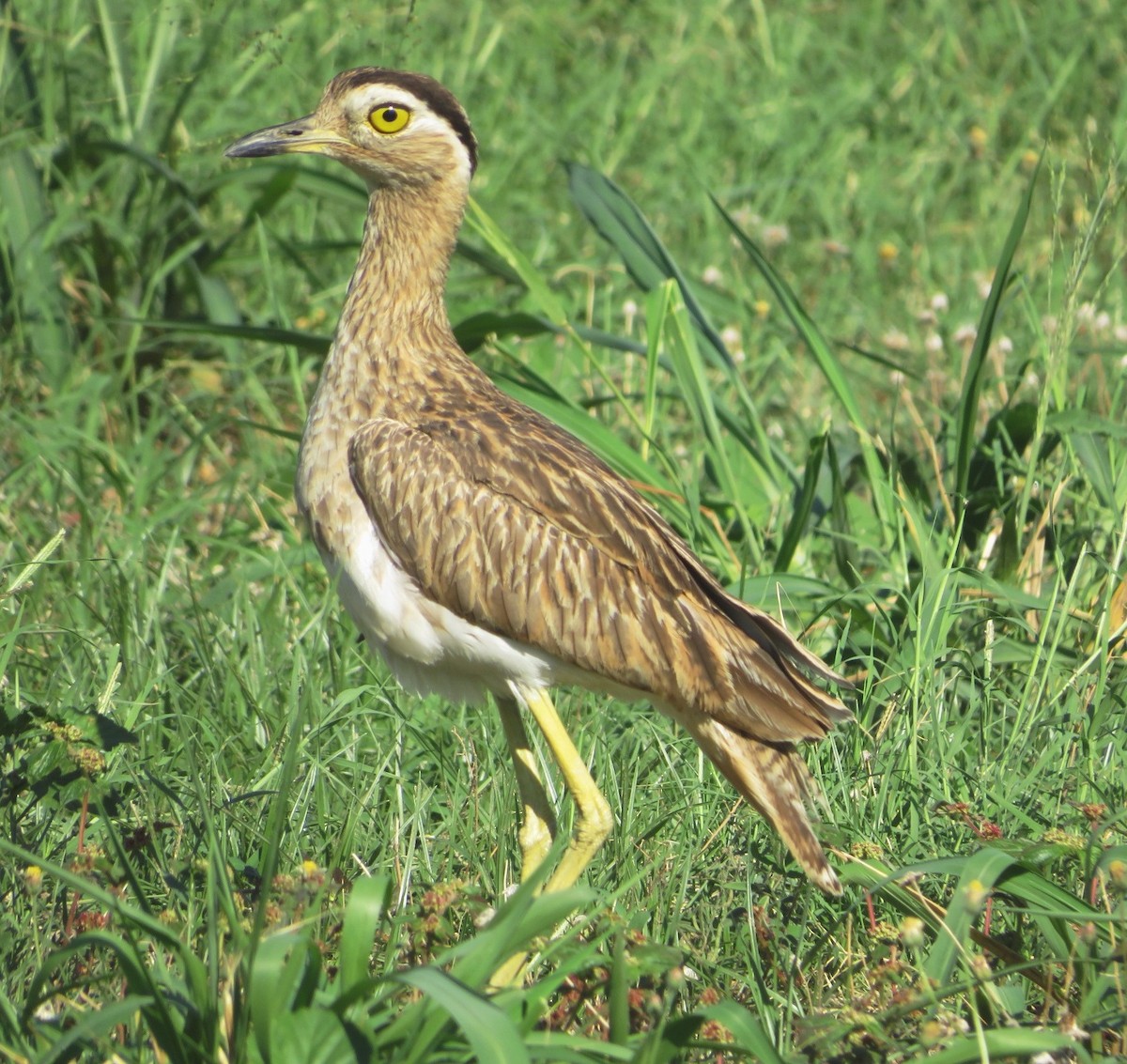 Double-striped Thick-knee - ML567523581