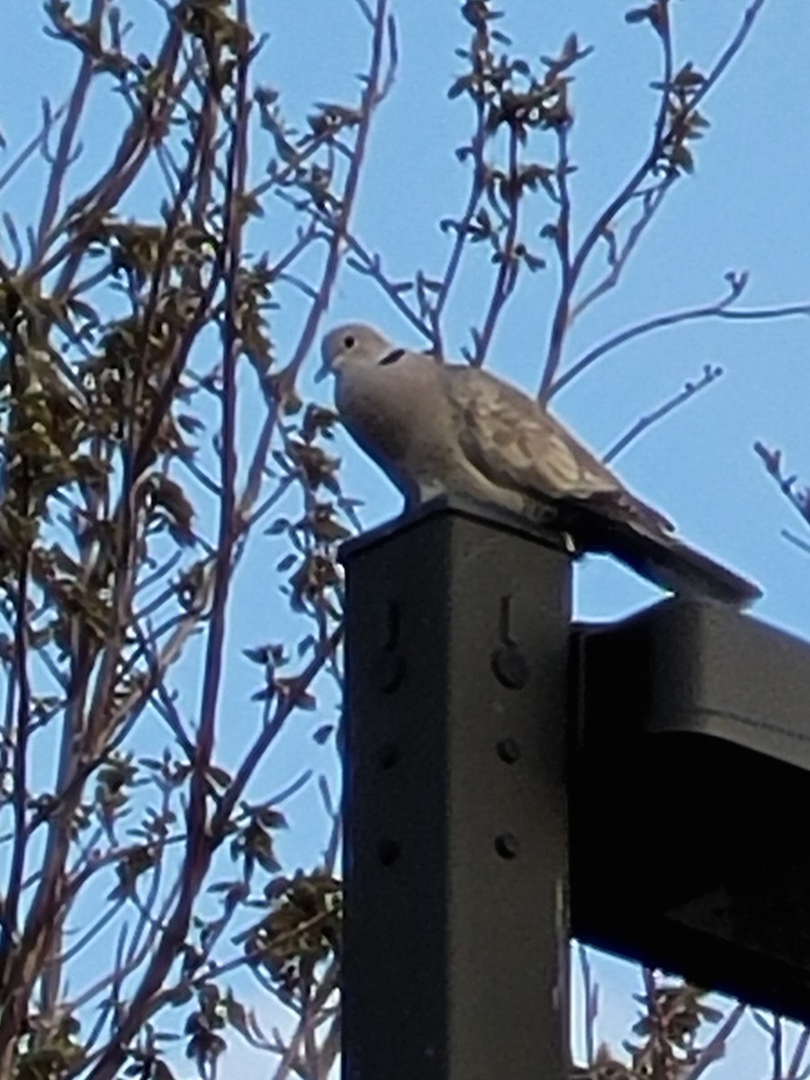 Tortora dal collare - ML567523661