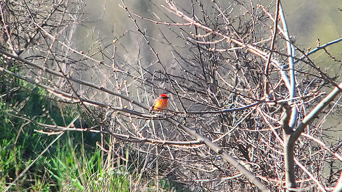 Vermilion Flycatcher - Don Henise