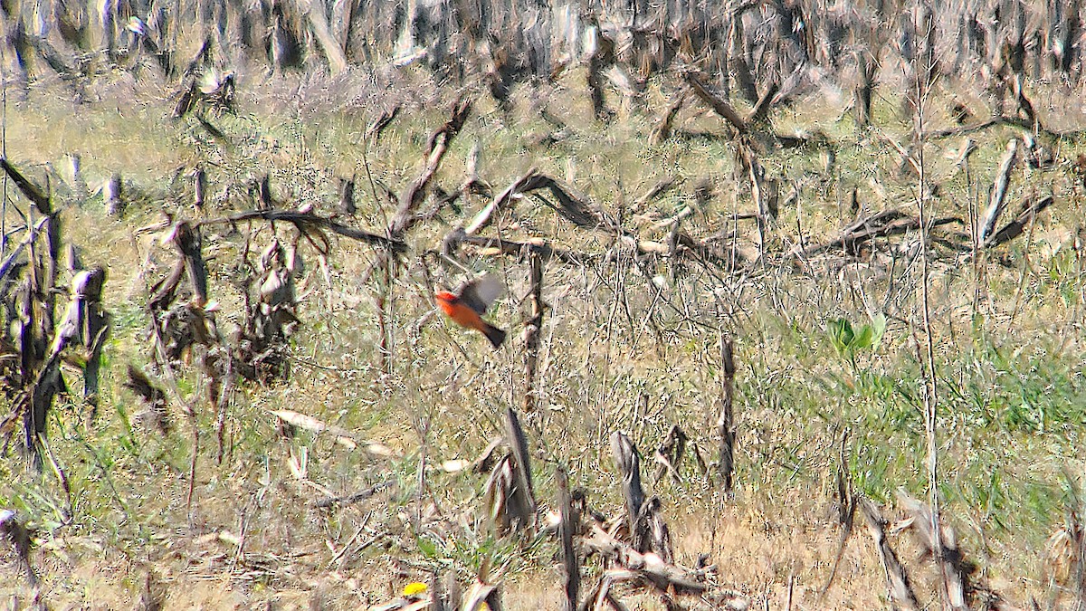 Vermilion Flycatcher - Don Henise